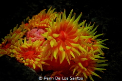 Yellow tubastrea cup corals in bloom. by Penn De Los Santos 